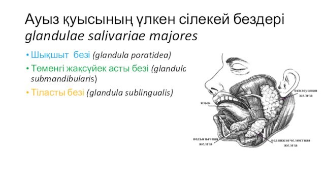 жақсүйек асты безі (glandula submandibularis)Тіласты безі (glandula sublingualis)