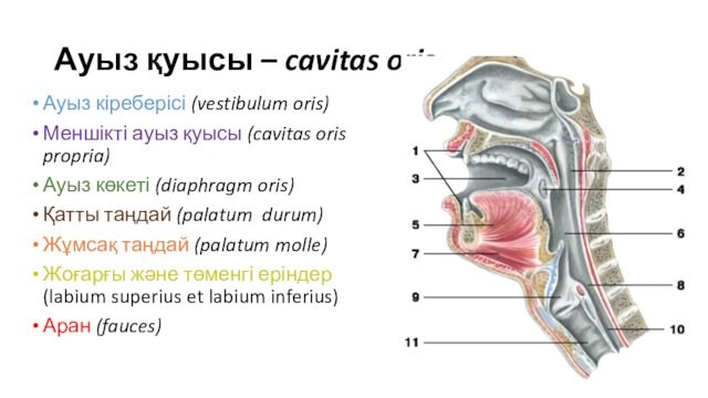 Ауыз қуысы – cavitas orisАуыз кіреберісі (vestibulum oris)Меншікті ауыз қуысы (cavitas oris propria)Ауыз көкеті (diaphragm oris)Қатты