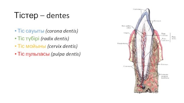 Тістер – dentes Тіс сауыты (corona dentis)Тіс түбірі (radix dentis)Тіс мойыны (cervix dentis)Тіс пульпасы (pulpa dentis)