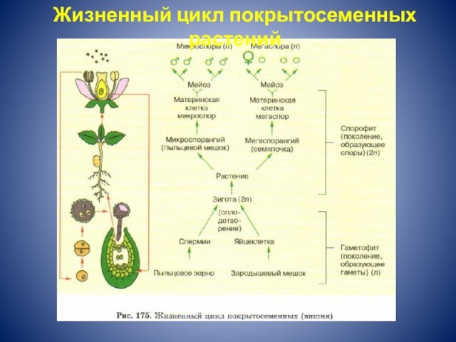 Жизненный цикл покрытосеменных растений
