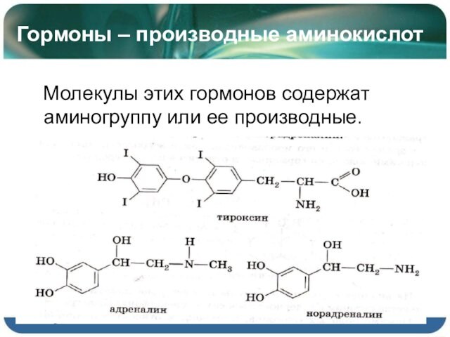 Гормоны – производные аминокислот  Молекулы этих гормонов содержат аминогруппу или ее производные.