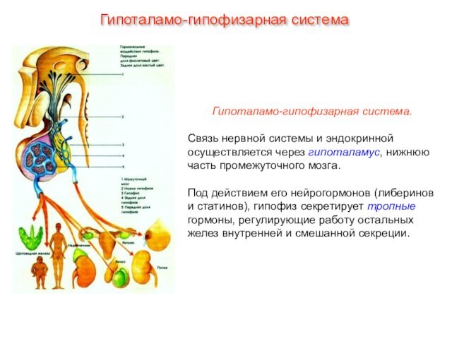 Гипоталамо-гипофизарная система.Связь нервной системы и эндокринной осуществляется через гипоталамус, нижнюю часть промежуточного мозга. Под действием его