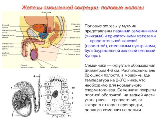 Железы смешанной секреции: половые железыПоловые железы у мужчин представлены парными семенниками (яичками) и придаточными железами —