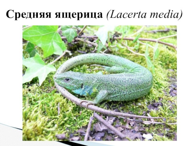 Средняя ящерица (Lacerta media)