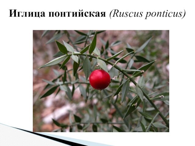 Иглица понтийская (Ruscus ponticus) 