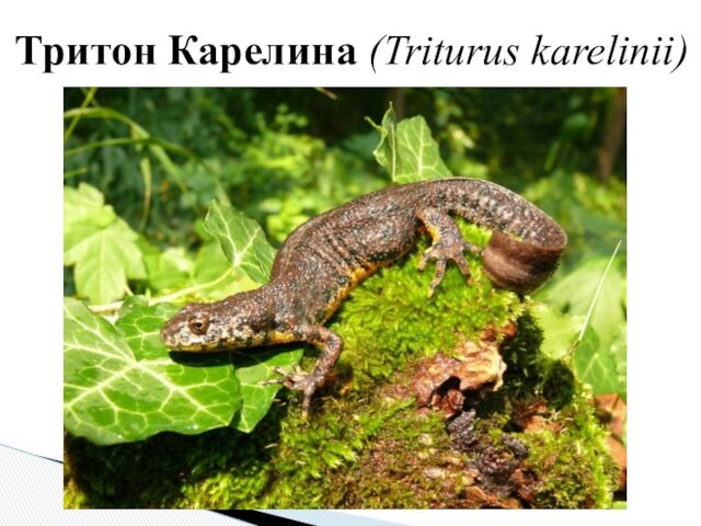 Тритон Карелина (Triturus karelinii)