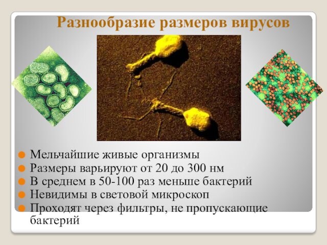 среднем в 50-100 раз меньше бактерийНевидимы в световой микроскопПроходят через фильтры, не пропускающие бактерий