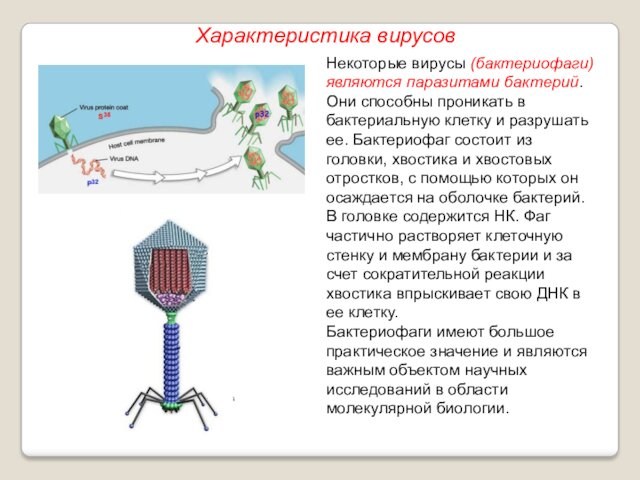 клетку и разрушать ее. Бактериофаг состоит из головки, хвостика и хвостовых отростков, с помощью которых