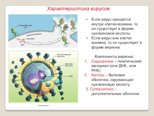 кислоты. Если вирус вне клетки хозяина, то он существует в форме вириона.Компоненты вириона:Сердцевина – генетический