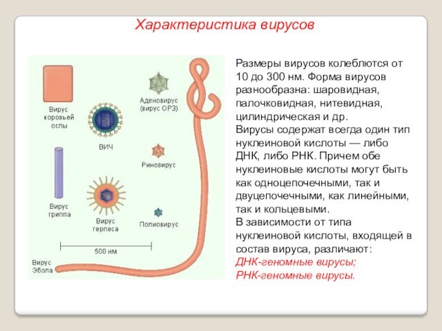 шаровидная, палочковидная, нитевидная, цилиндрическая и др. Вирусы содержат всегда один тип нуклеиновой кислоты — либо