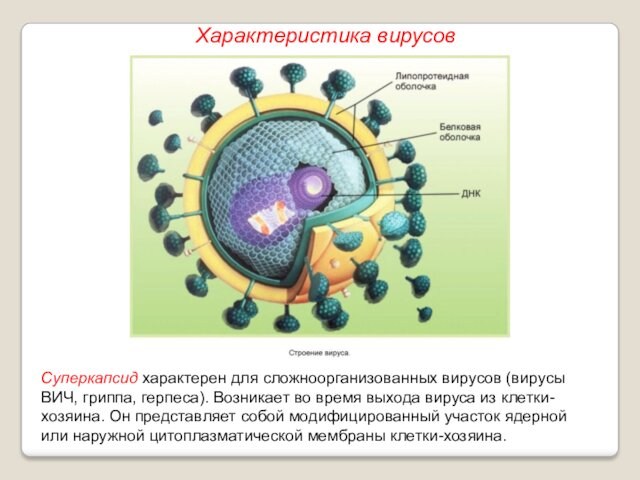 время выхода вируса из клетки-хозяина. Он представляет собой модифицированный участок ядерной или наружной цитоплазматической мембраны
