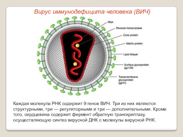 Каждая молекула РНК содержит 9 генов ВИЧ. Три из них являются структурными, три — регуляторными и
