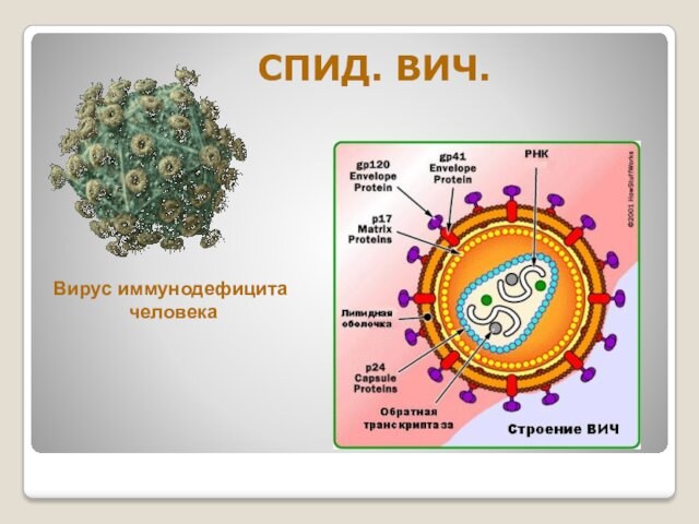 СПИД. ВИЧ.Вирус иммунодефицита человека