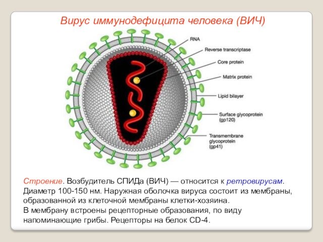 Наружная оболочка вируса состоит из мембраны, образованной из клеточной мембраны клетки-хозяина.В мембрану встроены рецепторные образования,