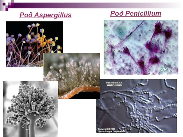 Род Penicillium Род Aspergillus