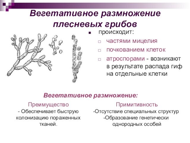 Вегетативное размножение плесневых грибовпроисходит:частями мицелия почкованием клетокатроспорами - возникают в результате распада гиф на отдельные клеткиВегетативное