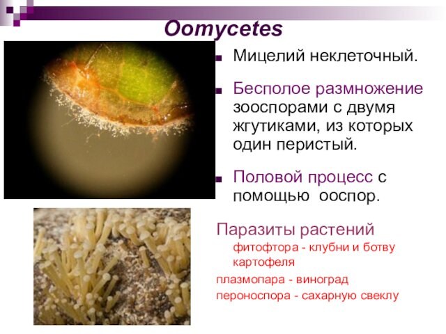 Половой процесс с помощью ооспор. Паразиты растений фитофтора - клубни и ботву картофеляплазмопара - виноградпероноспора