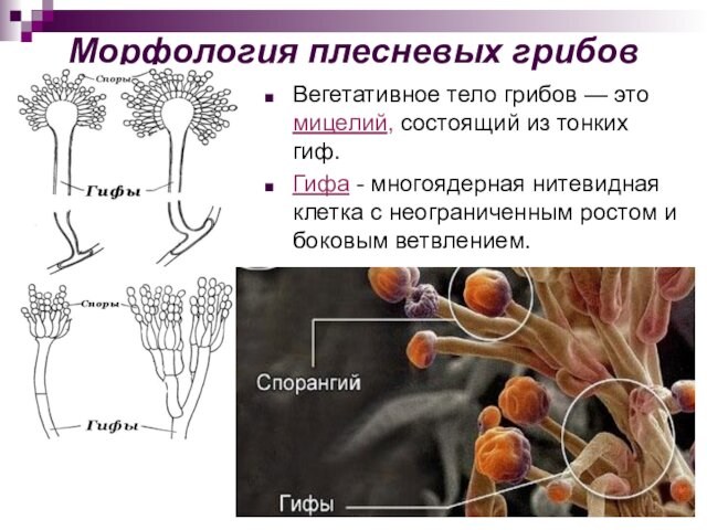Морфология плесневых грибовВегетативное тело грибов — это мицелий, состоящий из тонких гиф. Гифа - многоядерная нитевидная