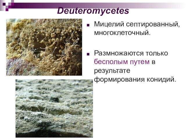 Deuteromycetes Мицелий септированный, многоклеточный.Размножаются только бесполым путем в результате формирования конидий.