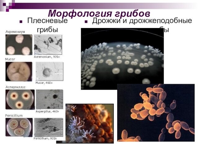 Морфология грибовДрожжи и дрожжеподобные      				грибыПлесневые грибы