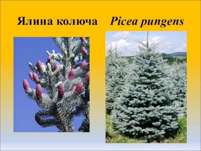 Ялина колюча  Picea pungens
