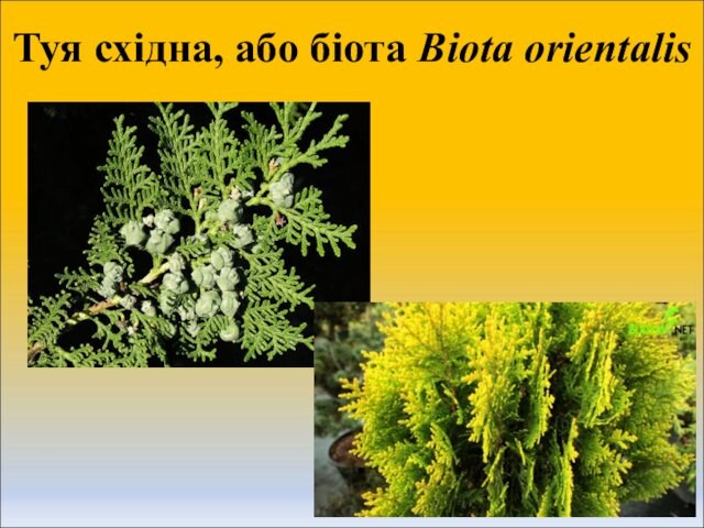 Туя східна, або біота Biota orientalis