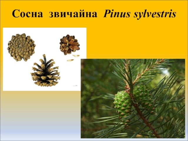Сосна звичайна Pinus sylvestris