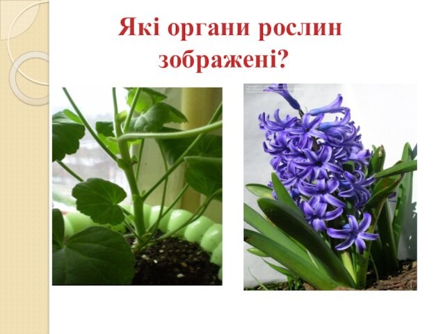 Які органи рослин     зображені?