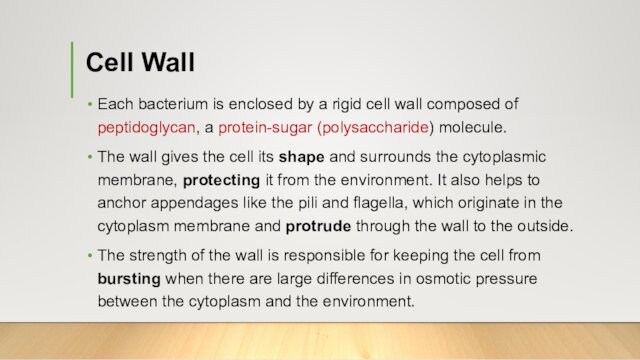 composed of peptidoglycan, a protein-sugar (polysaccharide) molecule. The wall gives the cell its shape and