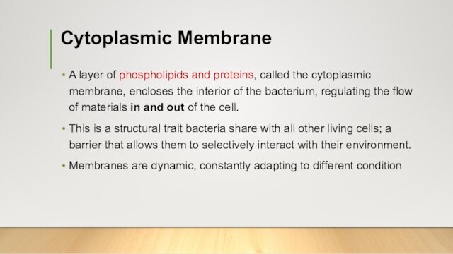 membrane, encloses the interior of the bacterium, regulating the flow of materials in and out