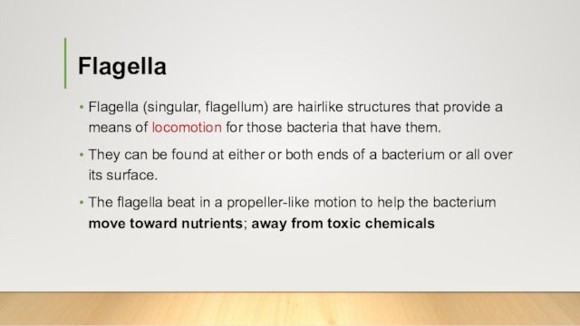 FlagellaFlagella (singular, flagellum) are hairlike structures that provide a means of locomotion for those bacteria that