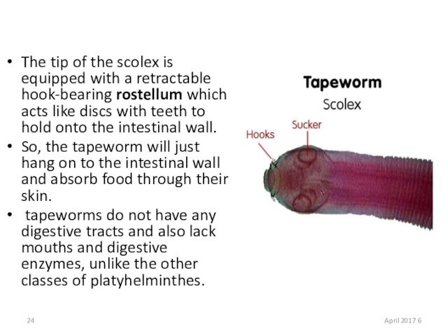 rostellum which acts like discs with teeth to hold onto the intestinal wall.So, the tapeworm