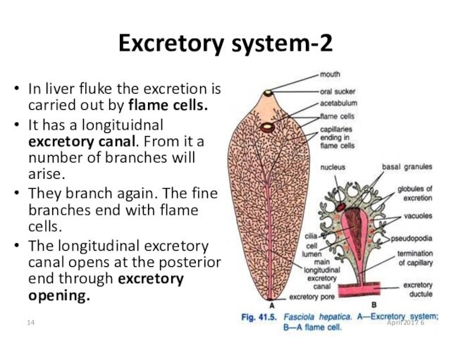 2-Excretory systemIn liver fluke the excretion is carried out by flame cells.It has a longituidnal excretory