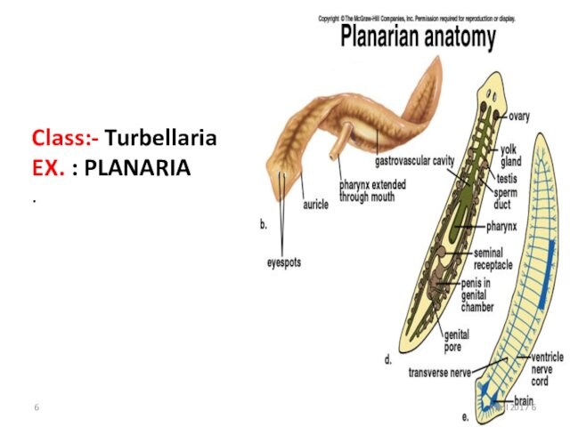 Class:- Turbellaria EX. : PLANARIA . 6 April 2017
