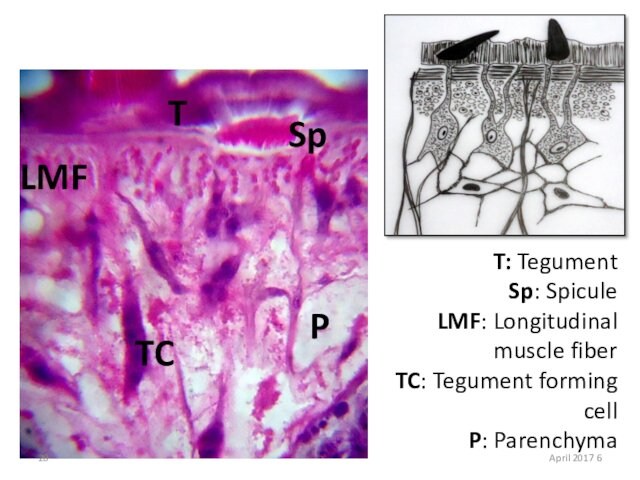 TSpTCLMFPT: TegumentSp: SpiculeLMF: Longitudinal muscle fiberTC: Tegument forming cellP: Parenchyma6 April 2017