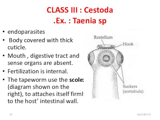 CLASS III : Cestoda Ex. : Taenia sp.endoparasites Body covered with thick cuticle. Mouth , digestive