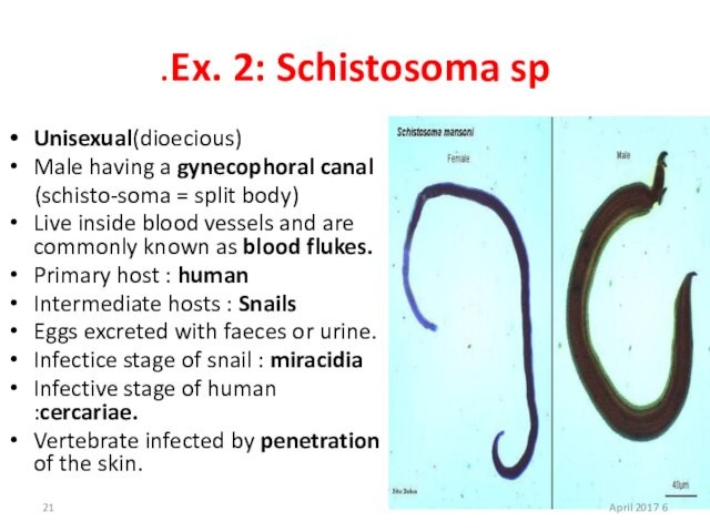 = split body)Live inside blood vessels and are commonly known as blood flukes.Primary host :