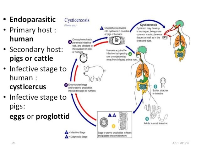 Endoparasitic Primary host : human Secondary host: pigs or cattleInfective stage to human : cysticercusInfective stage