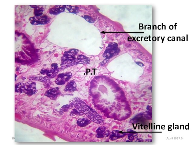 Branch of excretory canalVitelline glandP.T.6 April 2017