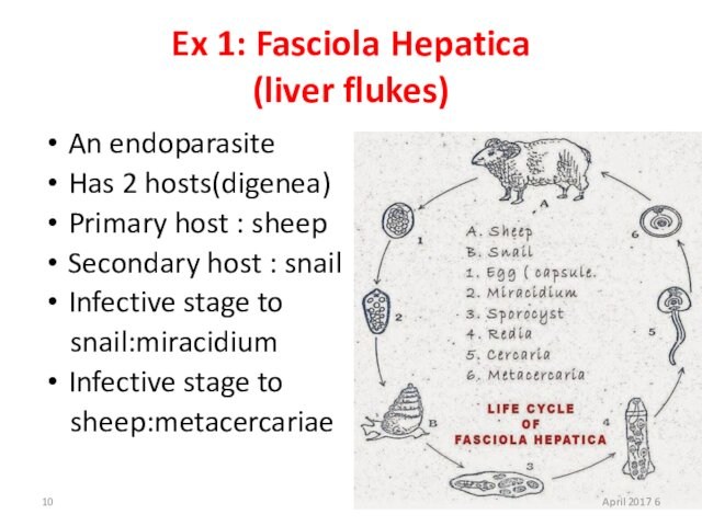 Ex 1: Fasciola Hepatica (liver flukes)An endoparasiteHas 2 hosts(digenea)Primary host : sheepSecondary host : snailInfective stage