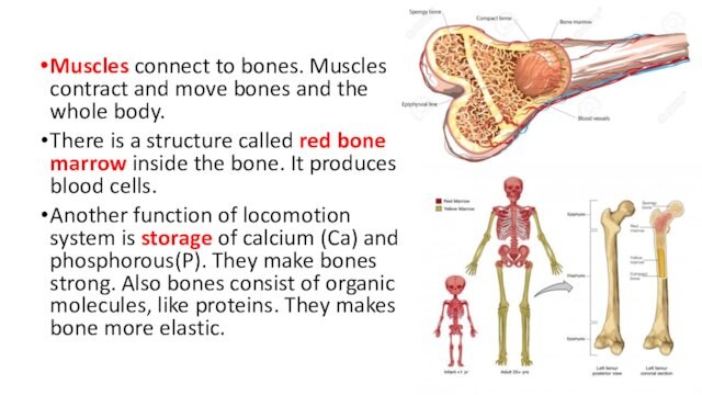Muscles connect to bones. Muscles contract and move bones and the whole body.There is a structure