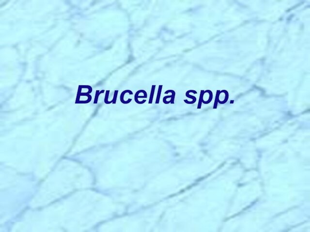 Brucella spp.