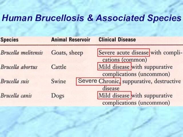 Human Brucellosis & Associated SpeciesSevere