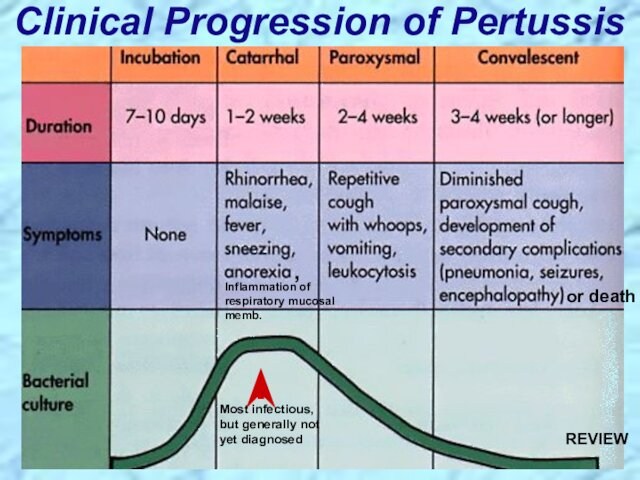 Clinical Progression of PertussisMost infectious, but generally not yet diagnosedInflammation of respiratory mucosal memb.,or deathREVIEW