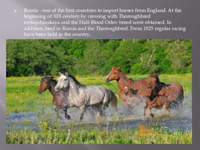 England. At the beginning of XIX century by crossing with Thoroughbred rostopchinskaya and the Half-Blood