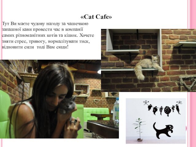 «Cat Cafe» Тут Ви маєте чудову нагоду за чашечкою запашної кави провести час в компанії самих різноманітних
