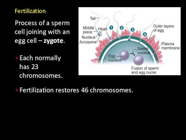 – zygote. Each normally has 23 chromosomes.Fertilization restores 46 chromosomes.