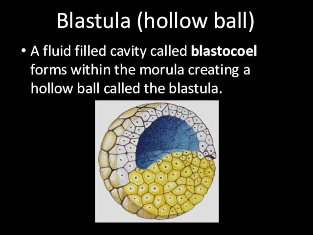 Blastula (hollow ball)A fluid filled cavity called blastocoel forms within the morula creating a hollow ball