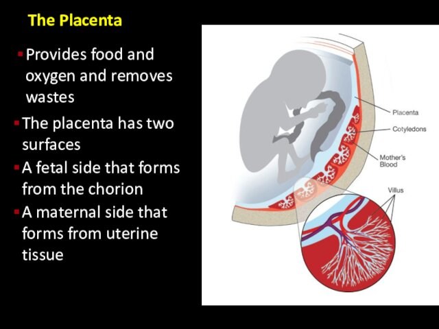The Placenta Provides food and oxygen and removes wastesThe placenta has two surfacesA fetal side that