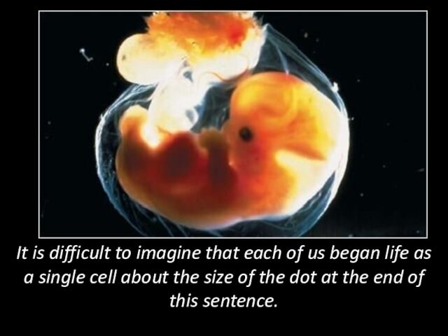 It is difficult to imagine that each of us began life as a single cell about